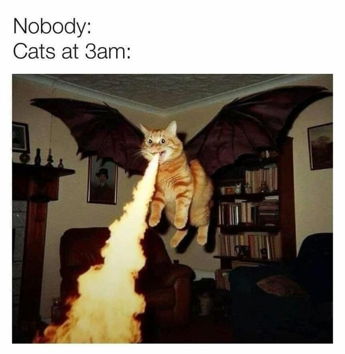 49 Hilarious Memes That Perfectly Capture What It’s Like To Share A Home With Cats 49 Hilarious Memes That Perfectly Capture What It’s Like To Share A Home With Cats