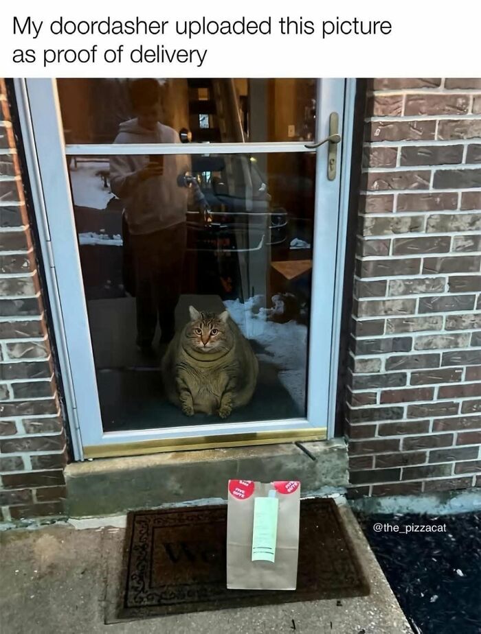 49 Hilarious Memes That Perfectly Capture What It’s Like To Share A Home With Cats 49 Hilarious Memes That Perfectly Capture What It’s Like To Share A Home With Cats