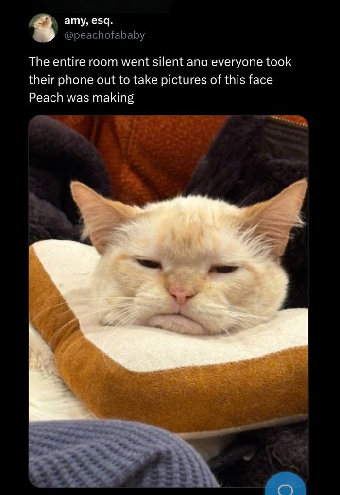 49 Hilarious Memes That Perfectly Capture What It’s Like To Share A Home With Cats 49 Hilarious Memes That Perfectly Capture What It’s Like To Share A Home With Cats