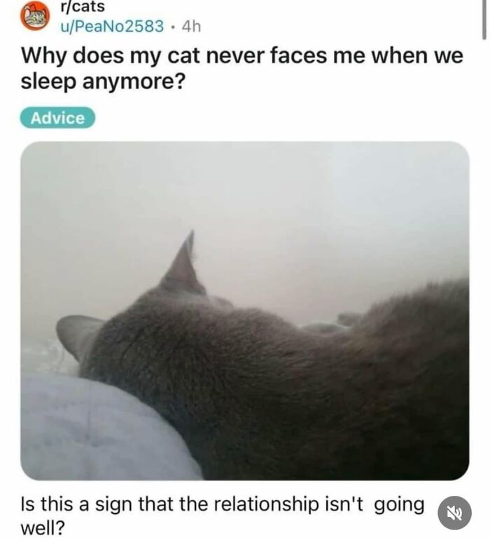 49 Hilarious Memes That Perfectly Capture What It’s Like To Share A Home With Cats 49 Hilarious Memes That Perfectly Capture What It’s Like To Share A Home With Cats