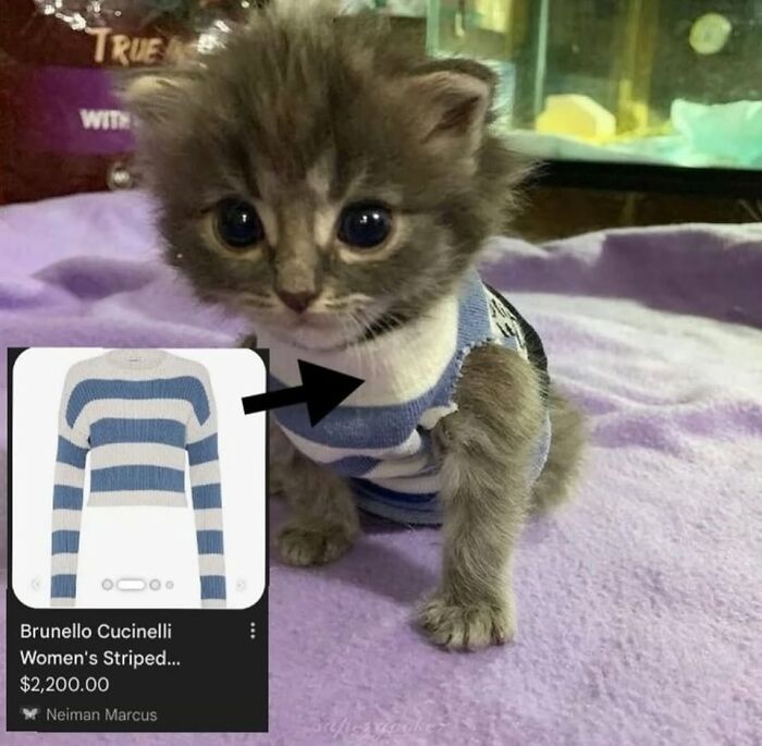 49 Hilarious Memes That Perfectly Capture What It’s Like To Share A Home With Cats 49 Hilarious Memes That Perfectly Capture What It’s Like To Share A Home With Cats