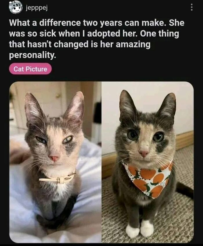 49 Hilarious Memes That Perfectly Capture What It’s Like To Share A Home With Cats 49 Hilarious Memes That Perfectly Capture What It’s Like To Share A Home With Cats
