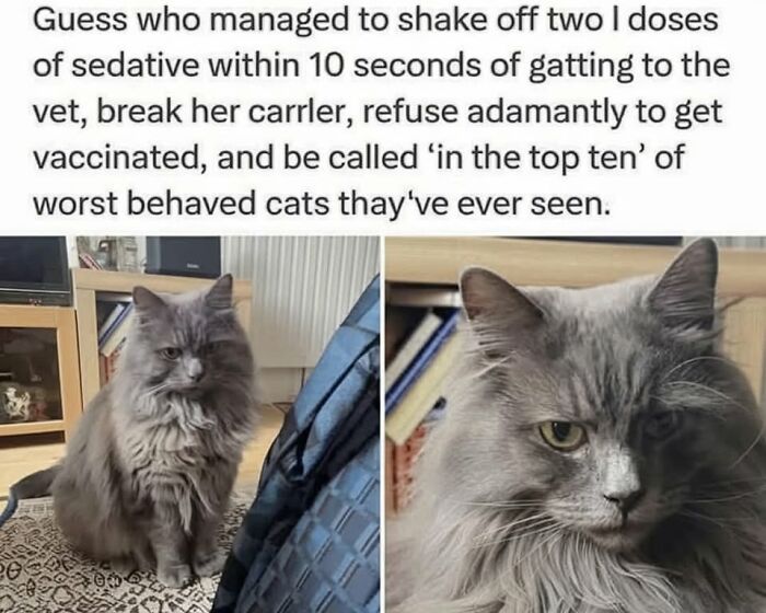 49 Hilarious Memes That Perfectly Capture What It’s Like To Share A Home With Cats 49 Hilarious Memes That Perfectly Capture What It’s Like To Share A Home With Cats