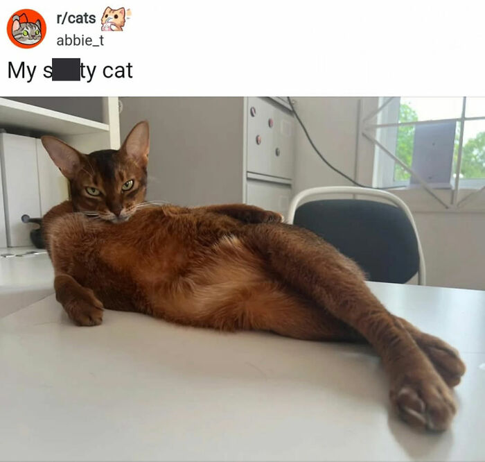 49 Hilarious Memes That Perfectly Capture What It’s Like To Share A Home With Cats 49 Hilarious Memes That Perfectly Capture What It’s Like To Share A Home With Cats
