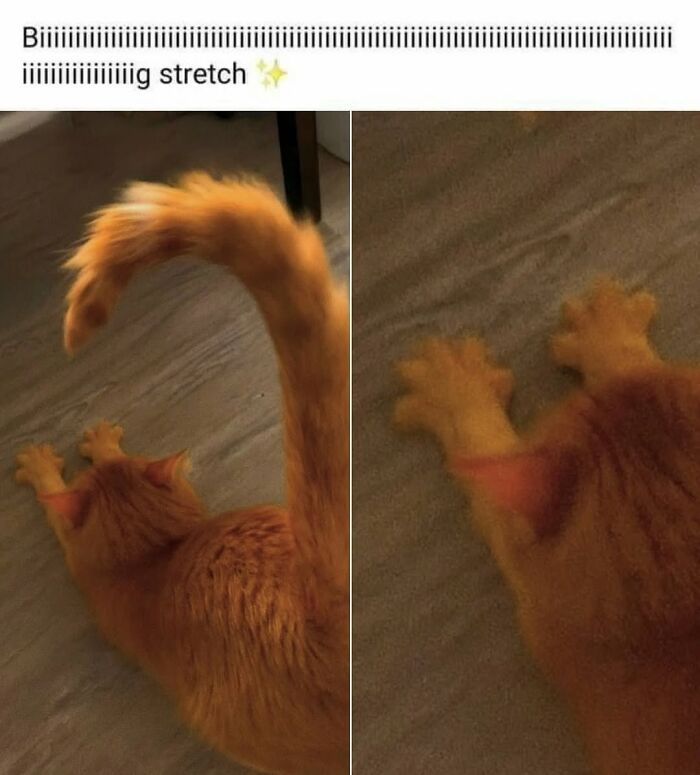 49 Hilarious Memes That Perfectly Capture What It’s Like To Share A Home With Cats 49 Hilarious Memes That Perfectly Capture What It’s Like To Share A Home With Cats
