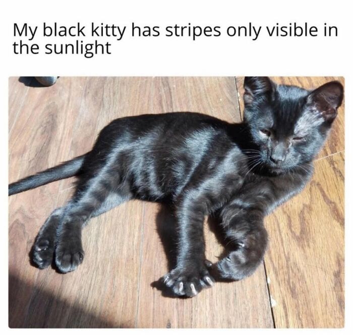 49 Hilarious Memes That Perfectly Capture What It’s Like To Share A Home With Cats 49 Hilarious Memes That Perfectly Capture What It’s Like To Share A Home With Cats