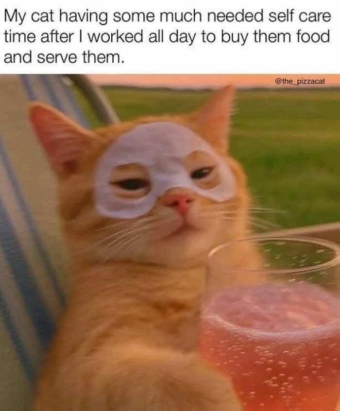 49 Hilarious Memes That Perfectly Capture What It’s Like To Share A Home With Cats 49 Hilarious Memes That Perfectly Capture What It’s Like To Share A Home With Cats