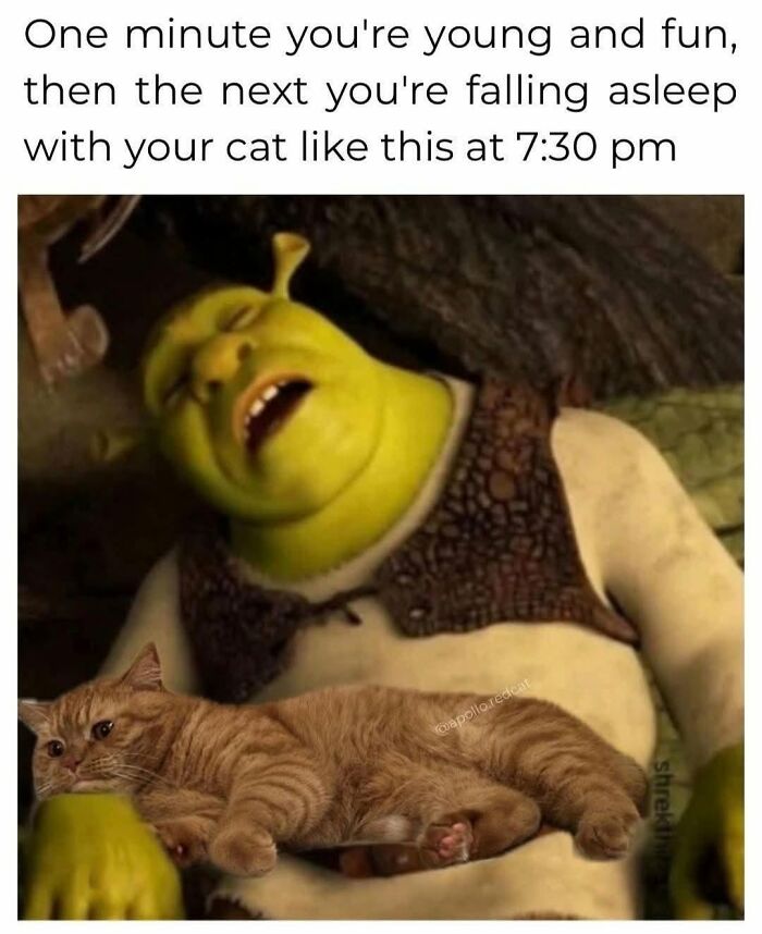 49 Hilarious Memes That Perfectly Capture What It’s Like To Share A Home With Cats 49 Hilarious Memes That Perfectly Capture What It’s Like To Share A Home With Cats