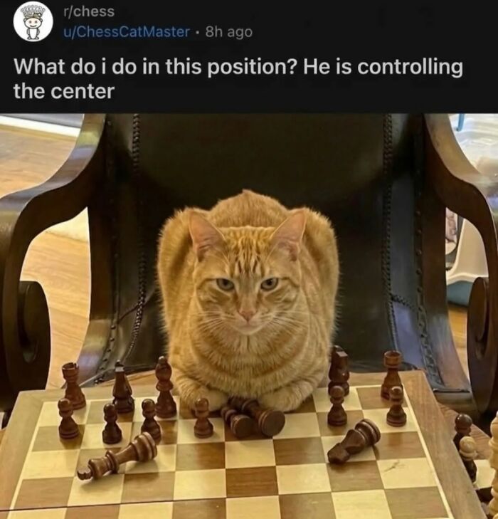49 Hilarious Memes That Perfectly Capture What It’s Like To Share A Home With Cats 49 Hilarious Memes That Perfectly Capture What It’s Like To Share A Home With Cats
