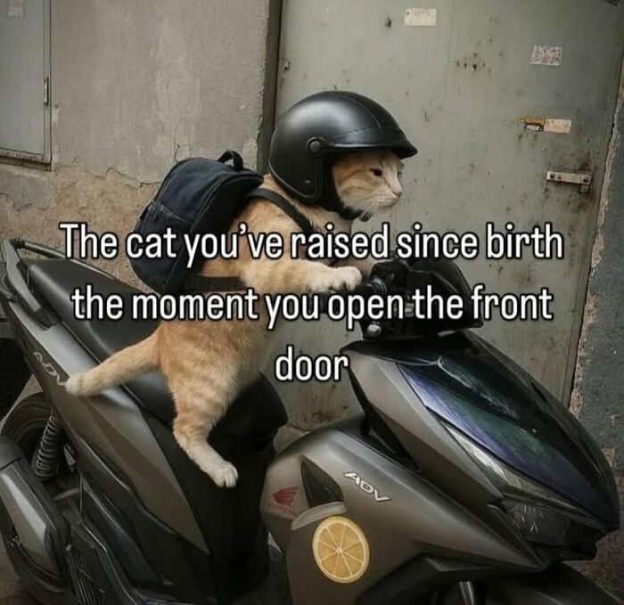 49 Hilarious Memes That Perfectly Capture What It’s Like To Share A Home With Cats 49 Hilarious Memes That Perfectly Capture What It’s Like To Share A Home With Cats