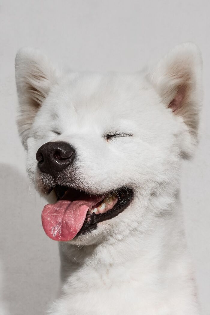 21 Stunning Photos From The reFocus Color Photography Contest Celebrating The Beauty Of Domestic Animals 21 Stunning Photos From The reFocus Color Photography Contest Celebrating The Beauty Of Domestic Animals