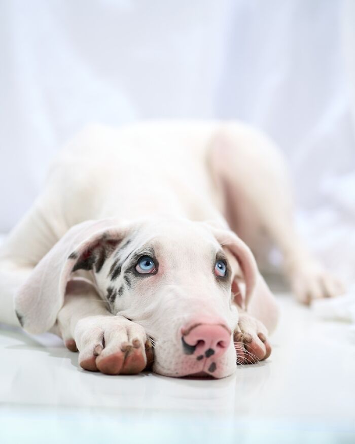 21 Stunning Photos From The reFocus Color Photography Contest Celebrating The Beauty Of Domestic Animals 21 Stunning Photos From The reFocus Color Photography Contest Celebrating The Beauty Of Domestic Animals