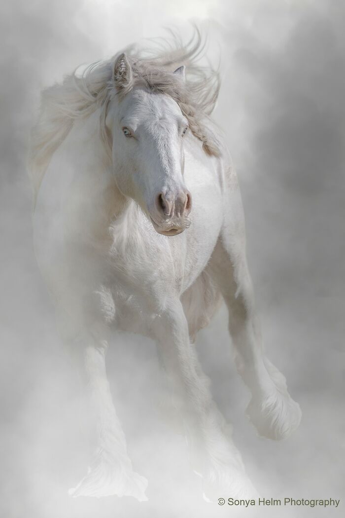 21 Stunning Photos From The reFocus Color Photography Contest Celebrating The Beauty Of Domestic Animals 21 Stunning Photos From The reFocus Color Photography Contest Celebrating The Beauty Of Domestic Animals