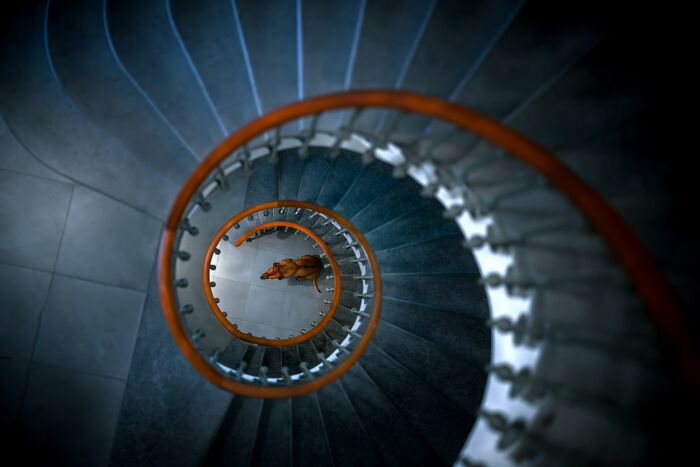 21 Stunning Photos From The reFocus Color Photography Contest Celebrating The Beauty Of Domestic Animals 21 Stunning Photos From The reFocus Color Photography Contest Celebrating The Beauty Of Domestic Animals