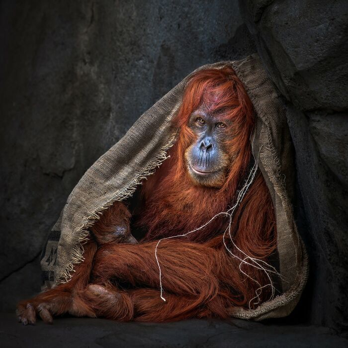 21 Stunning Photos From The reFocus Color Photography Contest Celebrating The Beauty Of Domestic Animals 21 Stunning Photos From The reFocus Color Photography Contest Celebrating The Beauty Of Domestic Animals