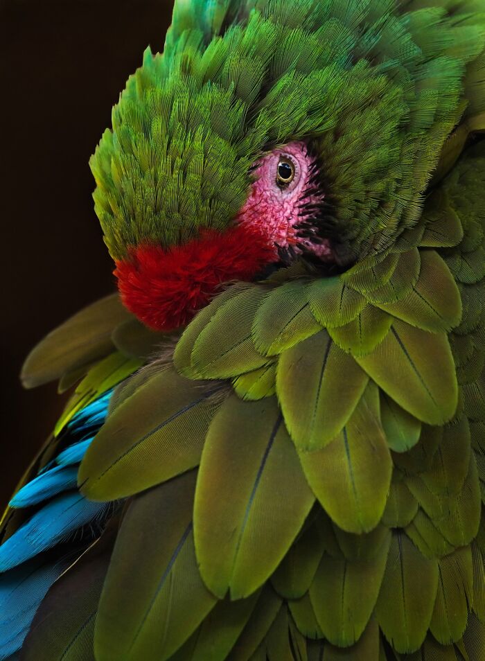 21 Stunning Photos From The reFocus Color Photography Contest Celebrating The Beauty Of Domestic Animals 21 Stunning Photos From The reFocus Color Photography Contest Celebrating The Beauty Of Domestic Animals