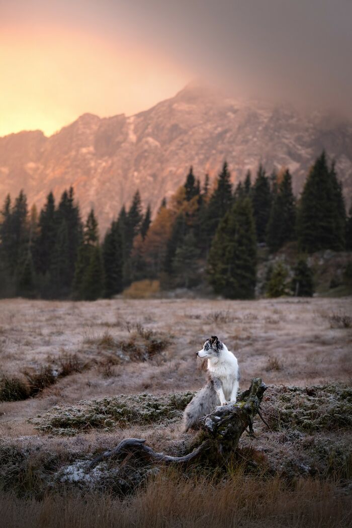 21 Stunning Photos From The reFocus Color Photography Contest Celebrating The Beauty Of Domestic Animals 21 Stunning Photos From The reFocus Color Photography Contest Celebrating The Beauty Of Domestic Animals
