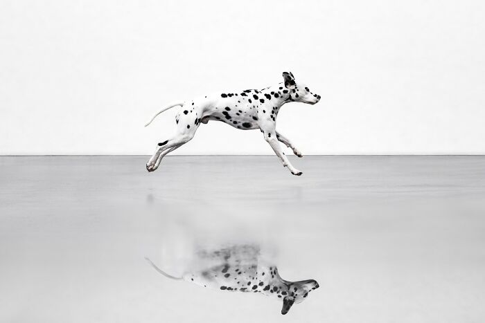 21 Stunning Photos From The reFocus Color Photography Contest Celebrating The Beauty Of Domestic Animals 21 Stunning Photos From The reFocus Color Photography Contest Celebrating The Beauty Of Domestic Animals