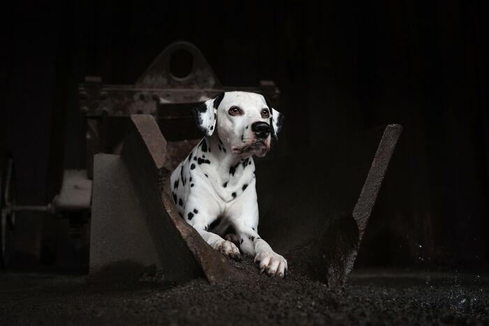 21 Stunning Photos From The reFocus Color Photography Contest Celebrating The Beauty Of Domestic Animals 21 Stunning Photos From The reFocus Color Photography Contest Celebrating The Beauty Of Domestic Animals