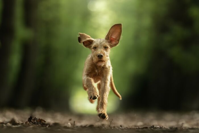 21 Stunning Photos From The reFocus Color Photography Contest Celebrating The Beauty Of Domestic Animals 21 Stunning Photos From The reFocus Color Photography Contest Celebrating The Beauty Of Domestic Animals