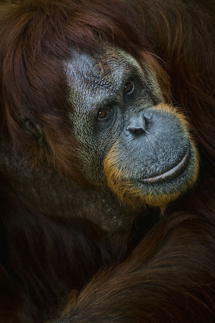 21 Stunning Photos From The reFocus Color Photography Contest Celebrating The Beauty Of Domestic Animals 21 Stunning Photos From The reFocus Color Photography Contest Celebrating The Beauty Of Domestic Animals
