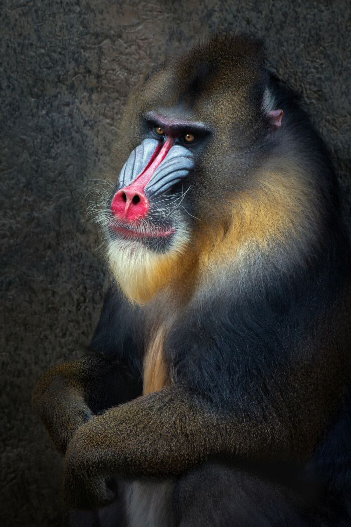 21 Stunning Photos From The reFocus Color Photography Contest Celebrating The Beauty Of Domestic Animals 21 Stunning Photos From The reFocus Color Photography Contest Celebrating The Beauty Of Domestic Animals