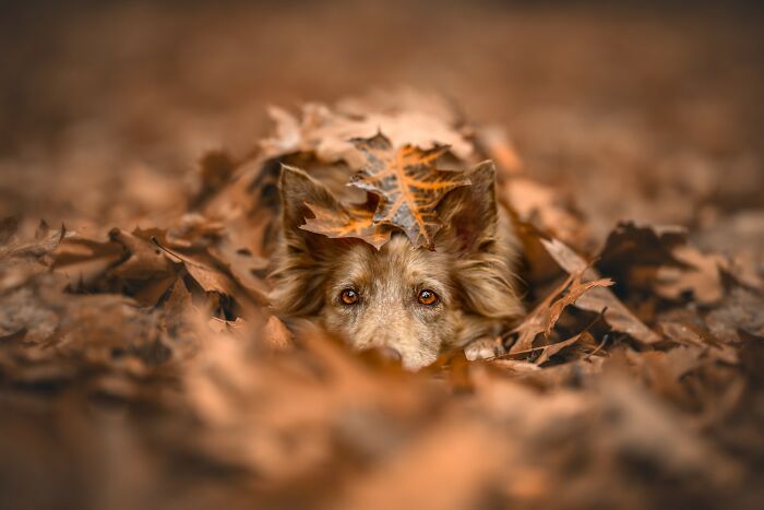 21 Stunning Photos From The reFocus Color Photography Contest Celebrating The Beauty Of Domestic Animals 21 Stunning Photos From The reFocus Color Photography Contest Celebrating The Beauty Of Domestic Animals