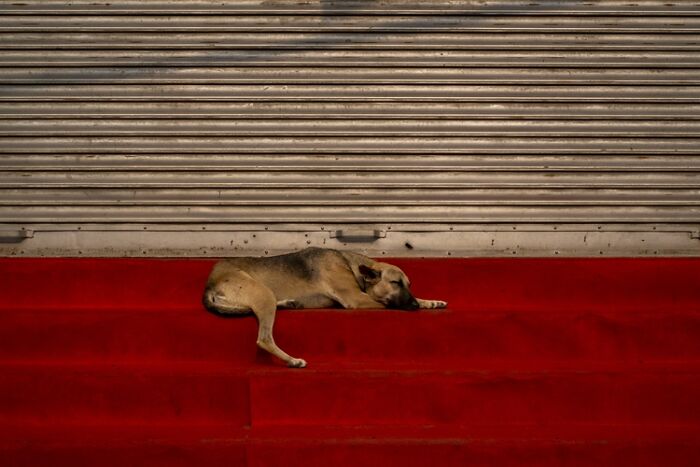 21 Stunning Photos From The reFocus Color Photography Contest Celebrating The Beauty Of Domestic Animals 21 Stunning Photos From The reFocus Color Photography Contest Celebrating The Beauty Of Domestic Animals
