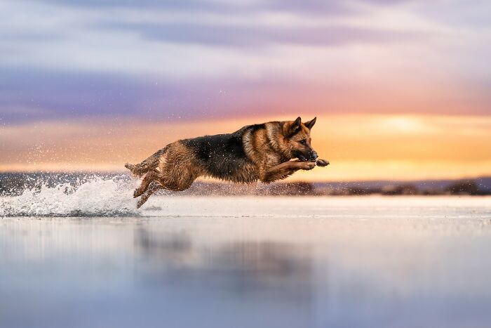 21 Stunning Photos From The reFocus Color Photography Contest Celebrating The Beauty Of Domestic Animals 21 Stunning Photos From The reFocus Color Photography Contest Celebrating The Beauty Of Domestic Animals