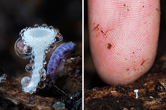 The Fascinating World Of Mushrooms You Might’ve Never Noticed: 24 Close-Up Pics By Cyanesense (New Pics)