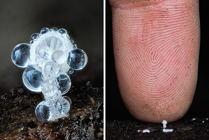 The Fascinating World Of Mushrooms You Might’ve Never Noticed: 24 Close-Up Pics By Cyanesense (New Pics)