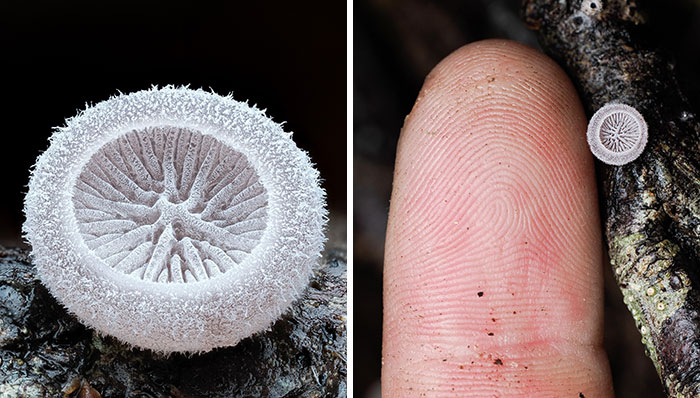 The Fascinating World Of Mushrooms You Might’ve Never Noticed: 24 Close-Up Pics By Cyanesense (New Pics)