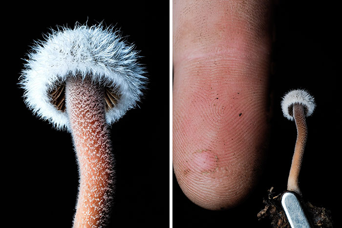 The Fascinating World Of Mushrooms You Might’ve Never Noticed: 24 Close-Up Pics By Cyanesense (New Pics)