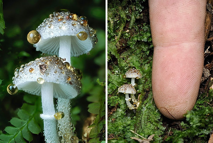 The Fascinating World Of Mushrooms You Might’ve Never Noticed: 24 Close-Up Pics By Cyanesense (New Pics)