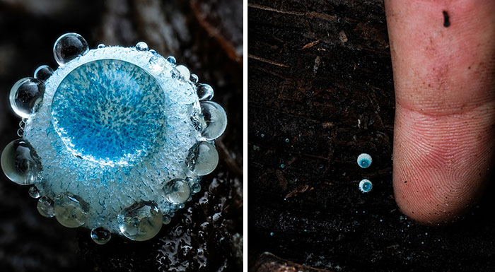 The Fascinating World Of Mushrooms You Might’ve Never Noticed: 24 Close-Up Pics By Cyanesense (New Pics)