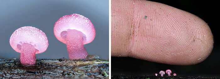 The Fascinating World Of Mushrooms You Might’ve Never Noticed: 24 Close-Up Pics By Cyanesense (New Pics)