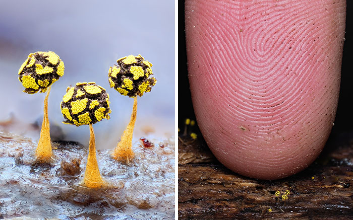 The Fascinating World Of Mushrooms You Might’ve Never Noticed: 24 Close-Up Pics By Cyanesense (New Pics)