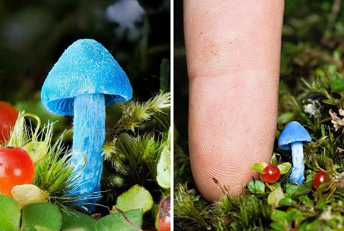 The Fascinating World Of Mushrooms You Might’ve Never Noticed: 24 Close-Up Pics By Cyanesense (New Pics)