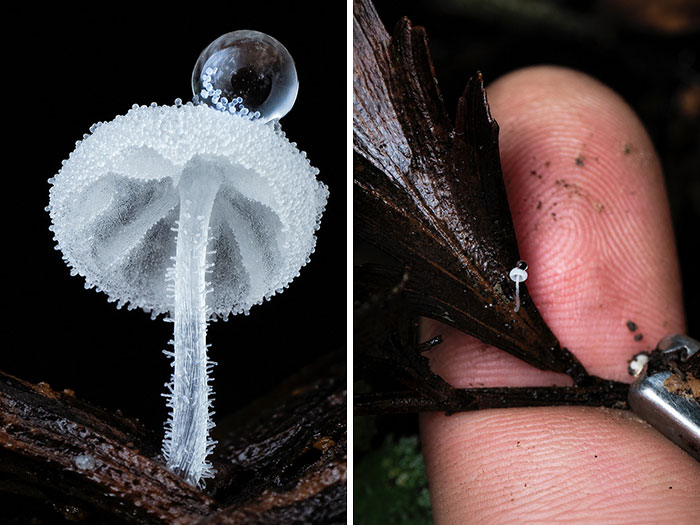 The Fascinating World Of Mushrooms You Might’ve Never Noticed: 24 Close-Up Pics By Cyanesense (New Pics)