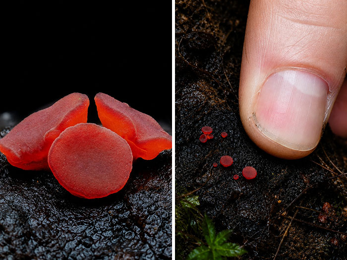 The Fascinating World Of Mushrooms You Might’ve Never Noticed: 24 Close-Up Pics By Cyanesense (New Pics)