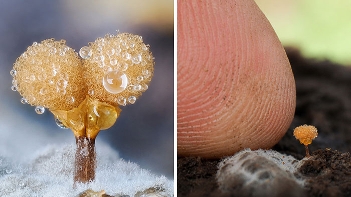 The Fascinating World Of Mushrooms You Might’ve Never Noticed: 24 Close-Up Pics By Cyanesense (New Pics)