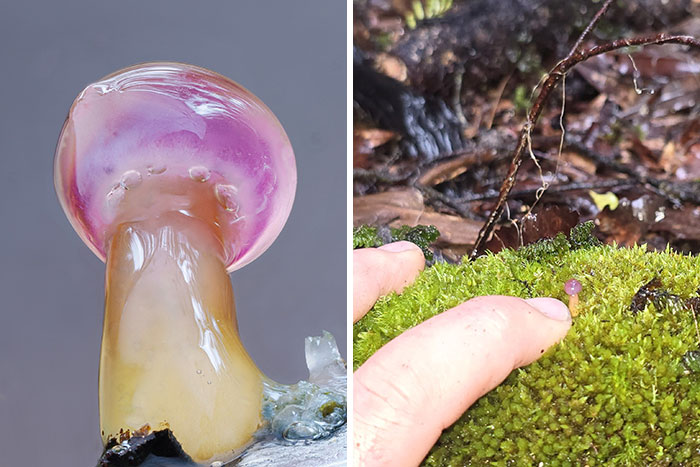 The Fascinating World Of Mushrooms You Might’ve Never Noticed: 24 Close-Up Pics By Cyanesense (New Pics)