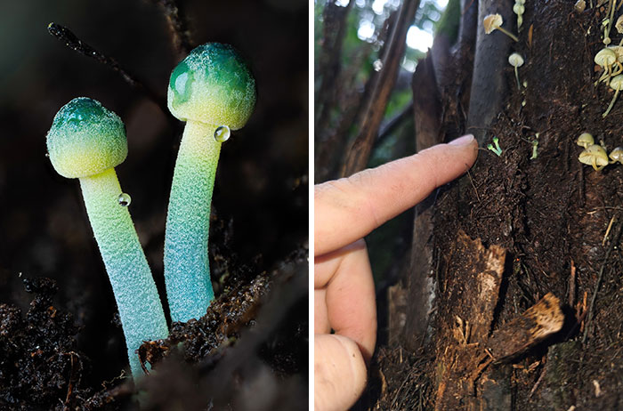 The Fascinating World Of Mushrooms You Might’ve Never Noticed: 24 Close-Up Pics By Cyanesense (New Pics)