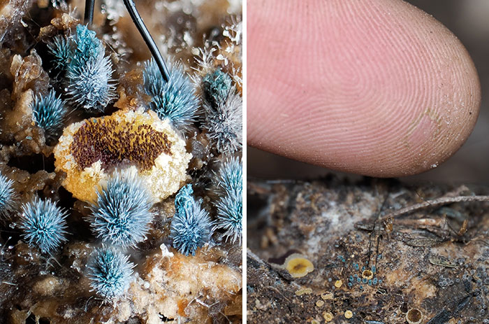 The Fascinating World Of Mushrooms You Might’ve Never Noticed: 24 Close-Up Pics By Cyanesense (New Pics)