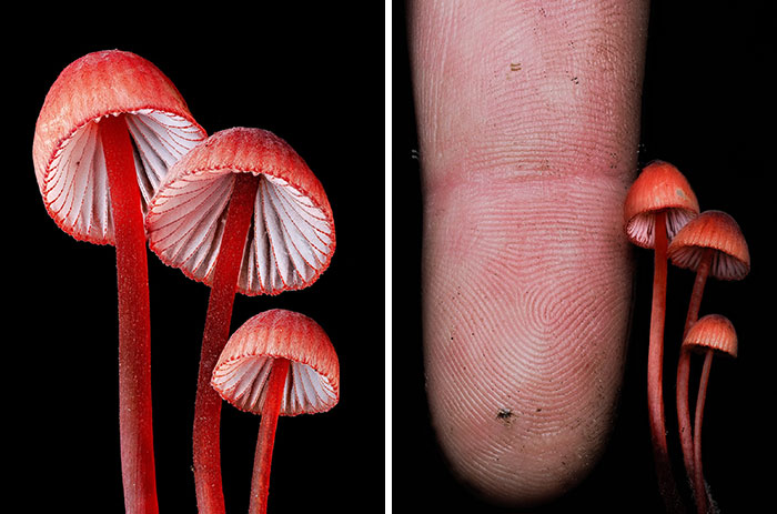 The Fascinating World Of Mushrooms You Might’ve Never Noticed: 24 Close-Up Pics By Cyanesense (New Pics)