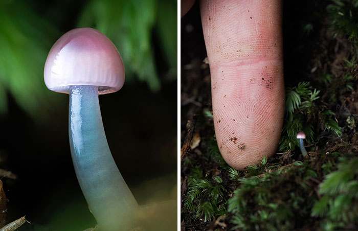 The Fascinating World Of Mushrooms You Might’ve Never Noticed: 24 Close-Up Pics By Cyanesense (New Pics)