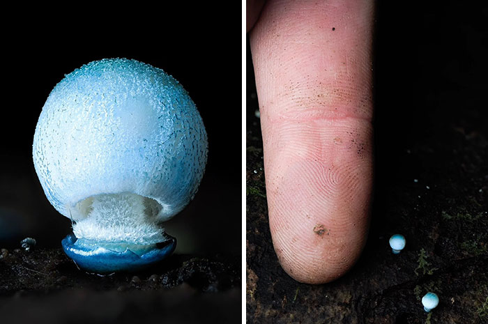 The Fascinating World Of Mushrooms You Might’ve Never Noticed: 24 Close-Up Pics By Cyanesense (New Pics)