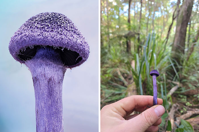 The Fascinating World Of Mushrooms You Might’ve Never Noticed: 24 Close-Up Pics By Cyanesense (New Pics)