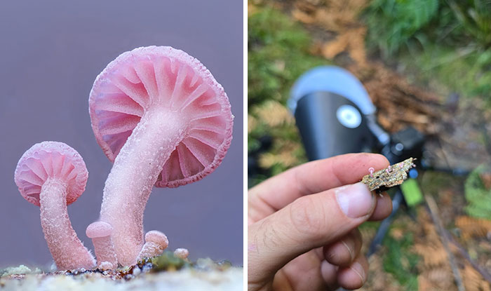 The Fascinating World Of Mushrooms You Might’ve Never Noticed: 24 Close-Up Pics By Cyanesense (New Pics)