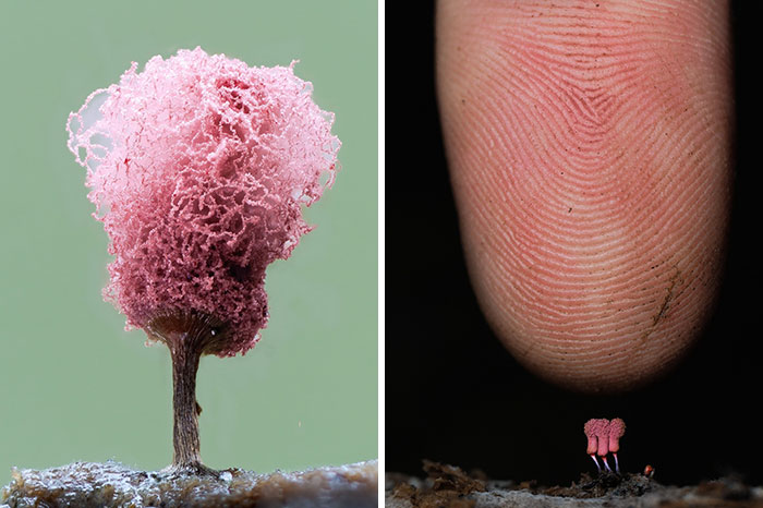 The Fascinating World Of Mushrooms You Might’ve Never Noticed: 24 Close-Up Pics By Cyanesense (New Pics)